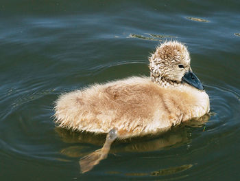 Close-up of gosling swimming in lake