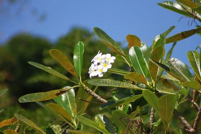 Close-up of flowering plant on field