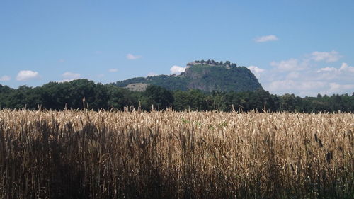 Scenic view of field against cloudy sky