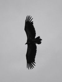 Low angle view of eagle flying against clear sky