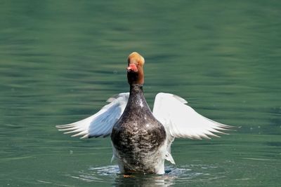 Birds in water