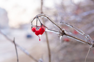 Close-up of red berries growing on tree