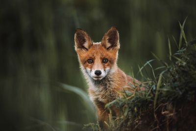 Portrait of red fox cub in forest