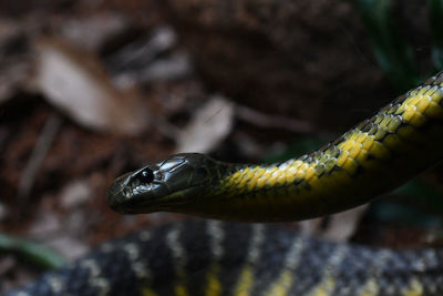 Close-up of lizard