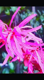 Close-up of pink flowers