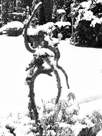 Close-up of snow covered tree on field