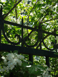 Plants growing on a tree