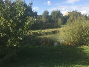 Scenic view of forest against sky