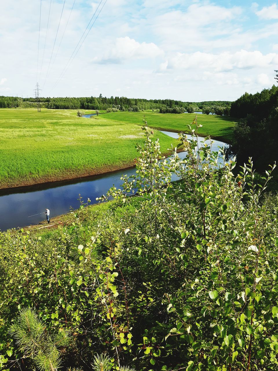 PLANTS GROWING ON FIELD