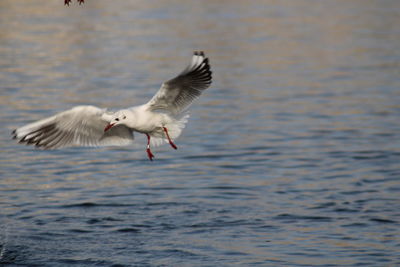 Seagulls flying over sea