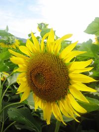 Close-up of sunflower blooming in field