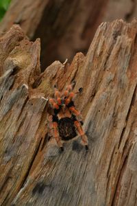 The large tarantula is on the stump. in order to hide the disturbing person