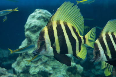 Fish swimming in sea