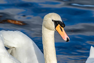 Close-up of swan swimming in lake