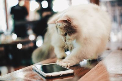 Cat looking at camera while sitting on table