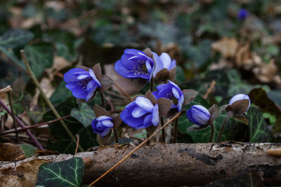 Close-up of purple flowering plant