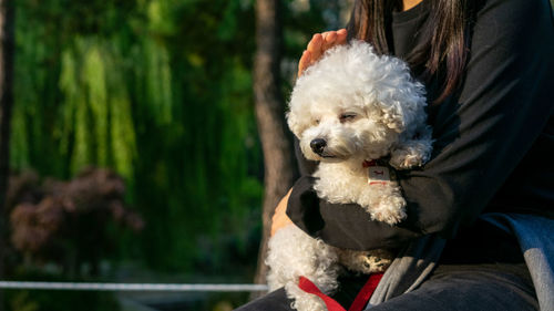 Portrait of babydog in park