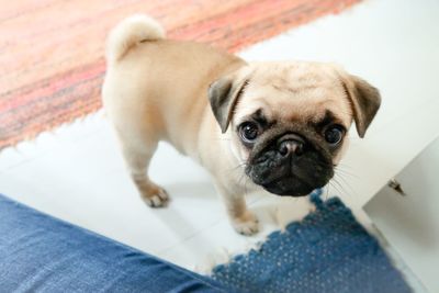 Close-up portrait of a dog