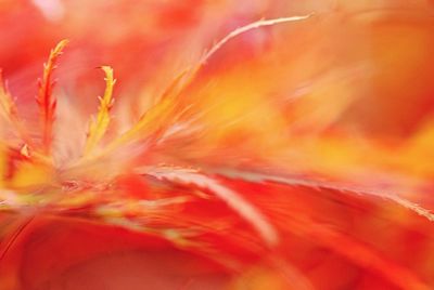 Macro shot of orange flower