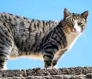 Close-up of a cat against the sky