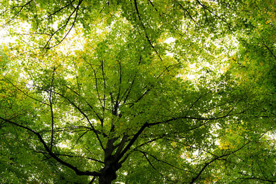 Low angle view of fresh tree in forest