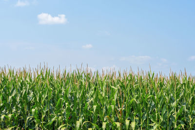 Crops growing on field against sky