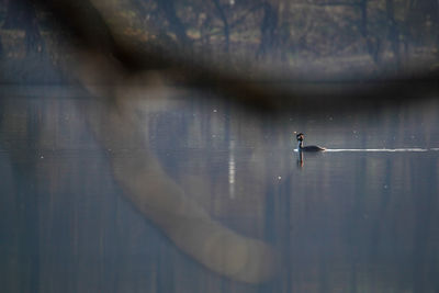 High angle view of bird in lake