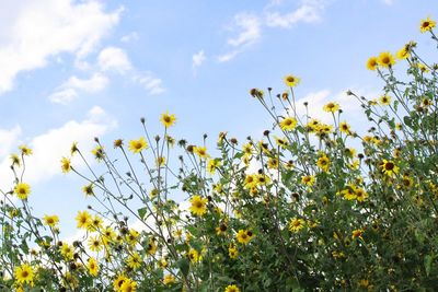 Low angle view of bee on yellow flowers against sky