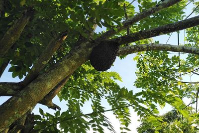 Low angle view of tree against sky