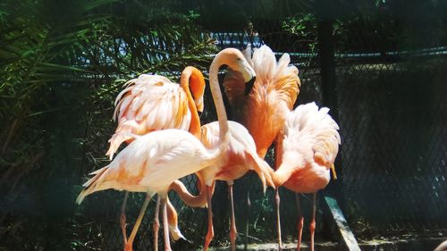 View of birds in lake