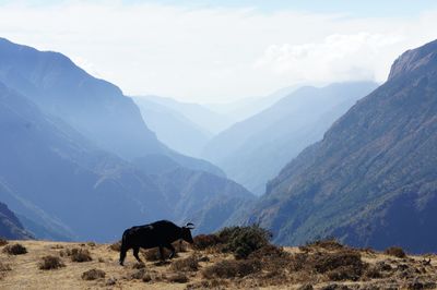 Bull standing against mountains and sky