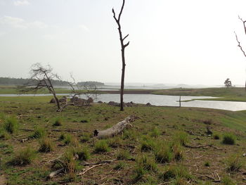 Scenic view of field against clear sky