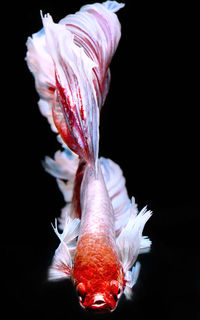 Close-up of fish in sea against black background