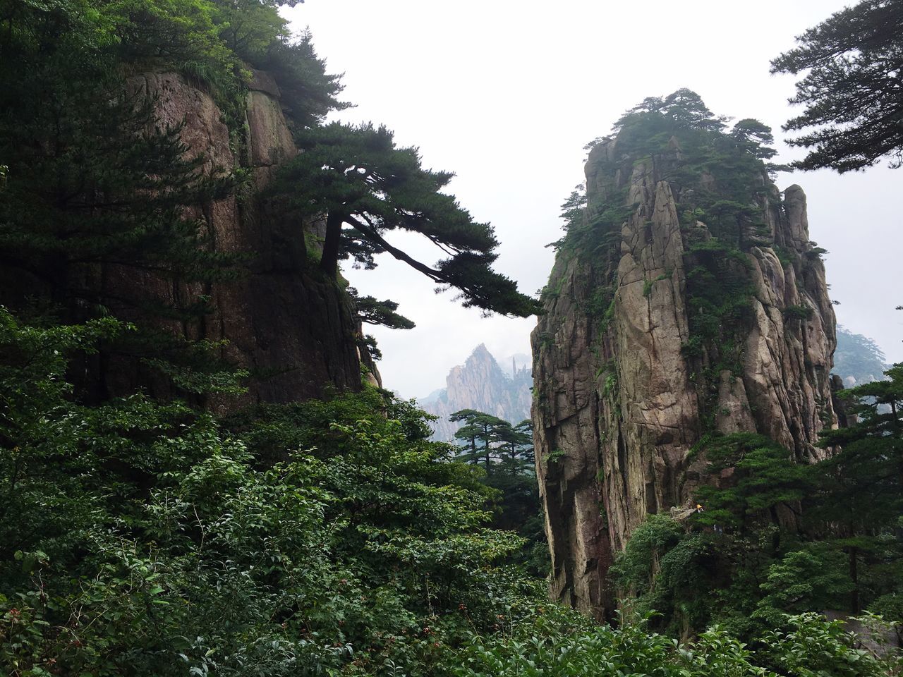 tree, growth, low angle view, scenics, beauty in nature, nature, tranquil scene, rocky mountains, mountain, sky, tranquility, plant, tree trunk, green color, day, outdoors, non-urban scene, green, no people, remote, rock formation, coniferous tree, rocky, lush foliage, cliff