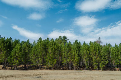 Summer landscape, sandy meadow with forest and blue sky with clouds