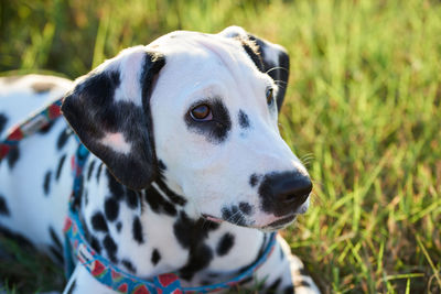 A beautiful dalmatian puppy with a nice facial expression.