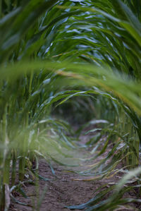 Close-up of fresh green plants in water