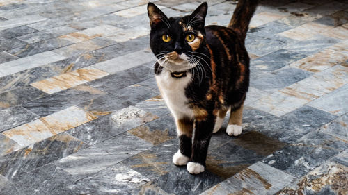 Portrait of black cat standing on floor