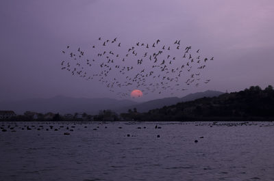 Flock of birds flying in the sky