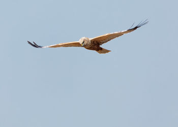 Bird flying against clear sky