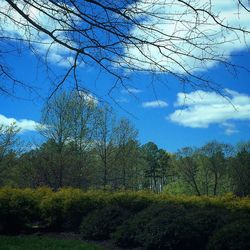 Bare trees on landscape against cloudy sky