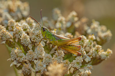 Close-up of grasshopper on plant