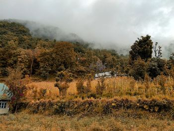 Plants growing on land against sky