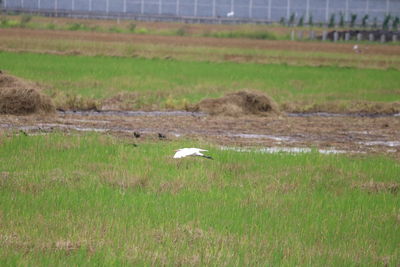 View of sheep on field