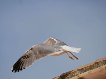 Low angle view of bird flying against clear sky