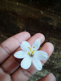 Close-up of hand holding flower