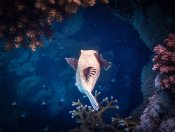 Fish swimming in sea