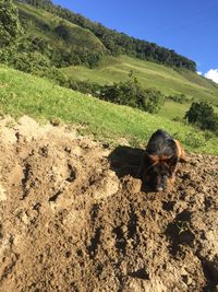 View of a dog on field