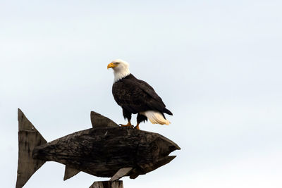 Bird perching on branch against sky