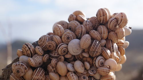 Madeira land snails clustered together on cactus plants to avoid sun heat textured nature background